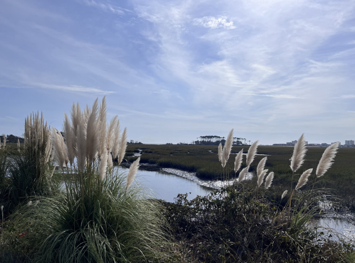 A glimpse of Waites Island's marshland. Courtesy of Summer Cox